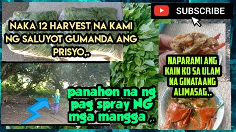 NAG HARVEST KAMI NG SALUYOT NAGLUTO AKO NG GINATAANG ALIMASAG Jd Vlog