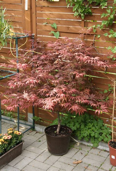 Comment Cultiver Un ERABLE DU JAPON ACER PALMATUM 46 OFF