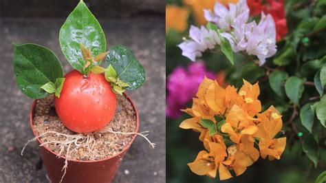 Effects Of Tomatoes With Bougainvillea Breeding Bougainvillea Leaves