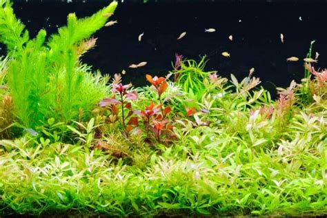 Aquarium Plants | Houseplant Alley