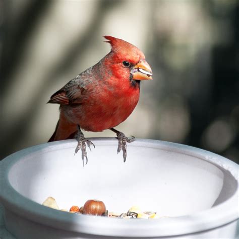 Love Birds? Attract Them to Your Garden with These 5 Foods!