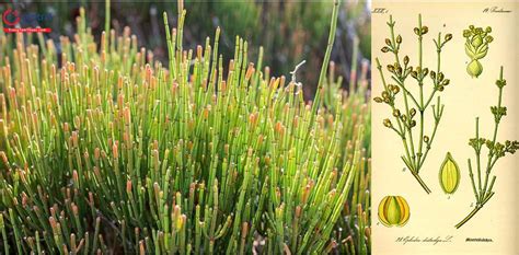 Ma Hoàng Ephedra Sinica Stapf Vị Thuốc Trị Ho Cảm Mạo Và Viêm Phế Quản