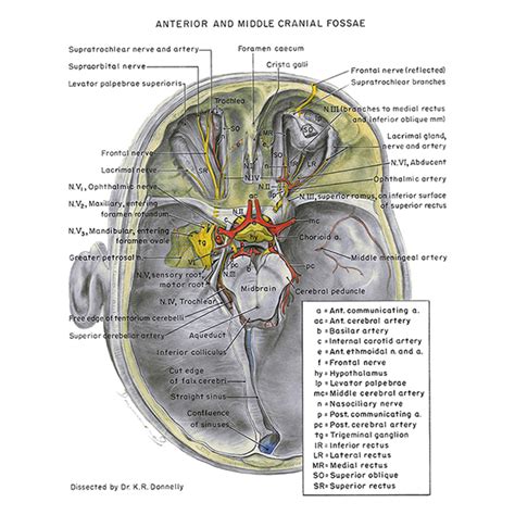 U Br Columbia Drawing Anterior And Middle Cranial Fossae English