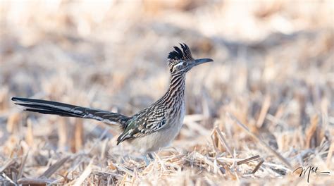 Monahans Sandhills State Park: Wildlife photography and landscapes too.