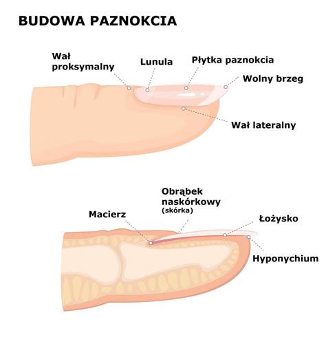 Budowa Paznokcia Anatomia Jakie Funkcje Pe Ni Poszczeg Lne Elementy