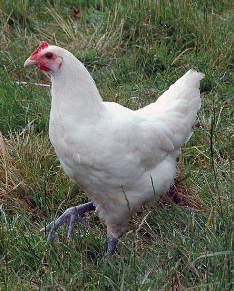 If You Want The Heaviest Best Meat Producing Chickens Read This