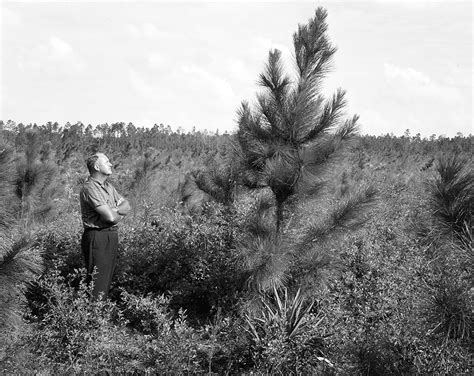 Scientific Research Helps Forest Management | Rayonier Stories