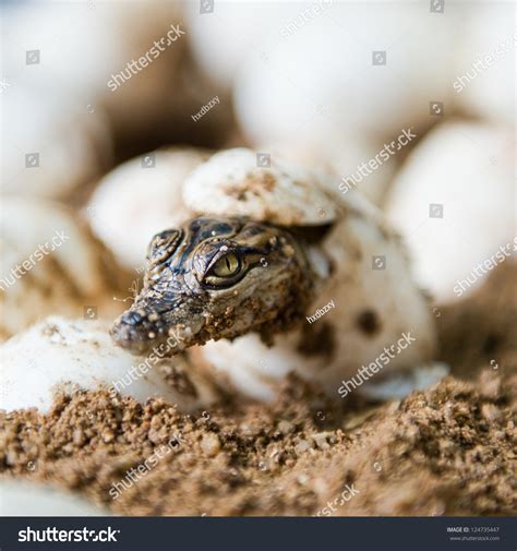 Little Baby Crocodiles Hatching Eggs Stock Photo 124735447 Shutterstock