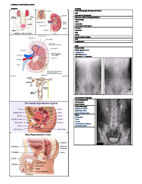 Imaging Of Genitourinary System Pdfcoffee