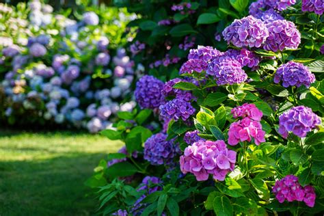 Everything about the Hydrangea Plant - Plant Propagation