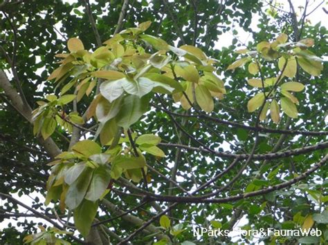 Nparks Ficus Superba