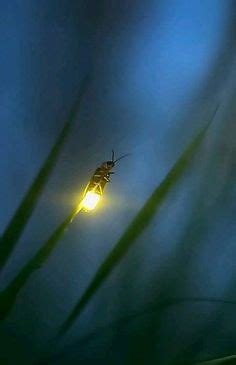 Firefly Photography, Mystical Forest, Pinturas Disney, Mundo Animal ...