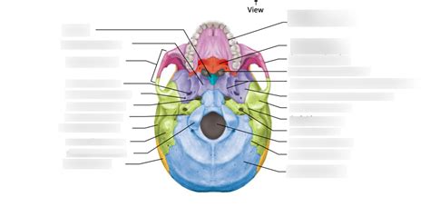 A P Skull Bones Inferior View Diagram Quizlet