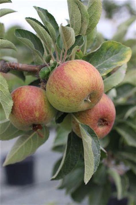 Apple 'Braeburn' - Devil Mountain Wholesale Nursery