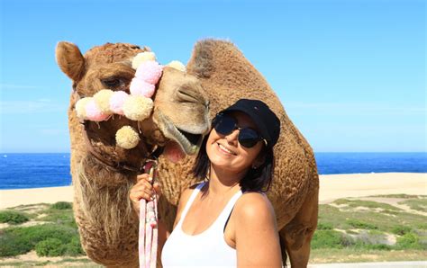 Camel Ride - Camel Safari - Tour | Cabo Day Trips