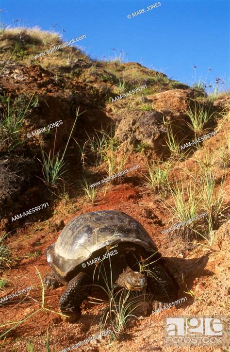 Giant Galapagos Tortoise Geochelone Elephantopus Vandanburghi