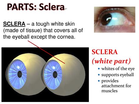 The Human Eye Structures Ppt Download