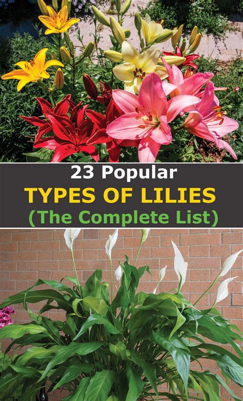 Types Of Lillies Different Types Of Lilies Tiger Lily Garden Lilly