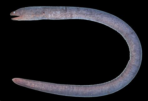 Hades’ Snake Moray Discovery Stuns Researchers in the Indo-Pacific