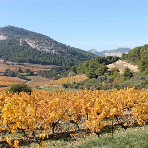 Le label Vignobles Découvertes Provence Alpes Côte d Azur Tourisme