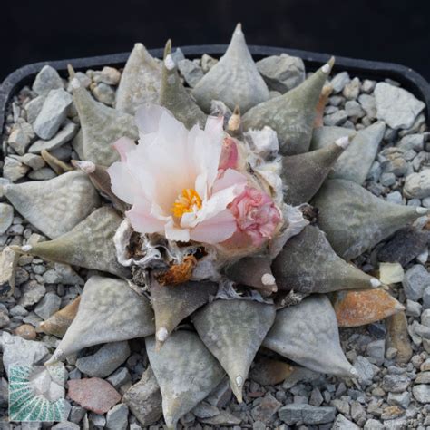 Ariocarpus Retusus Sb Esemplare Cod In Vendita Vivaio