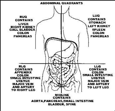 Abdominal Anatomy Quadrants