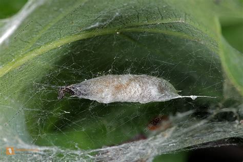 Ypsolophidae Ypsolopha Nemorella Puppe Bild Bestellen Naturbilder Bei