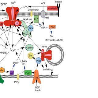 1 Examples Of Signaling Pathways Associated With TRPV1 Function And