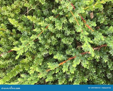 Low Growing Juniper Stock Photo Image Of Cover Creeping 129749018