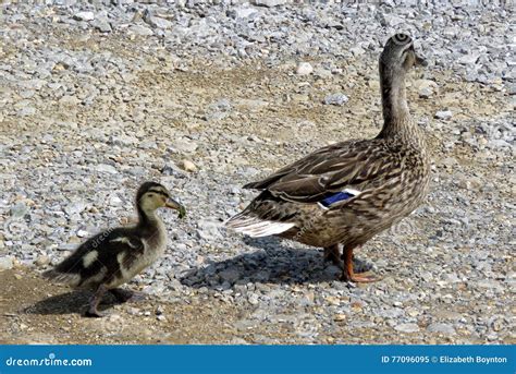 Mother duck and duckling stock image. Image of wildlife - 77096095