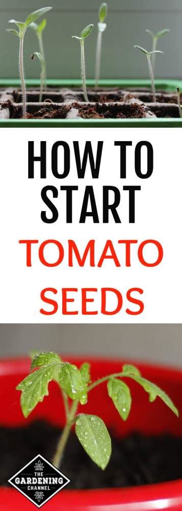 How To Guide For Starting Tomato Seeds Gardening Channel