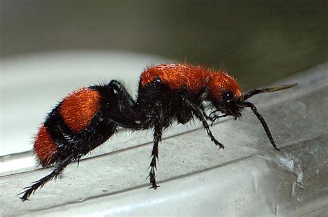 Cow Killer Red Velvet Ant Dasymutilla Occidentalis Bugguidenet