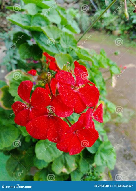 A Red Geranium Flower that is so Beautiful and Fresh that is Affected
