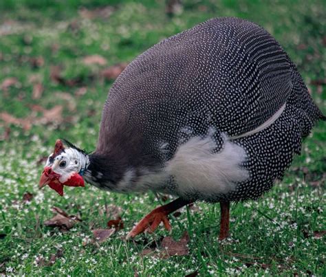 Guinea Hens (Fowl) - A comprehensive guide - My Chicken Guide