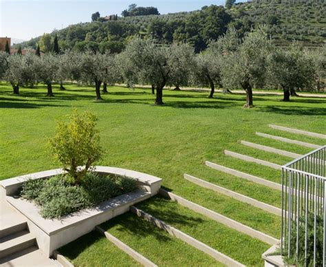 Olive Grove With A View Ghezzi Garden Design