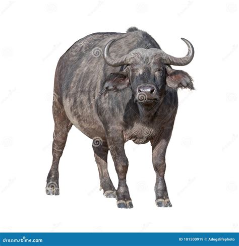 Buffalo Isolated On The White Background Thai Buffalo On White