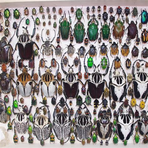 All Insects In The World