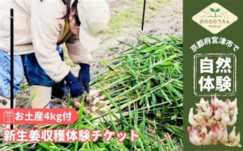 京都府産 生姜収穫体験チケット 新生姜お土産4kg付 栽培期間中 農薬 化学肥料 除草剤不使用 №5716 0637 京都府宮津市