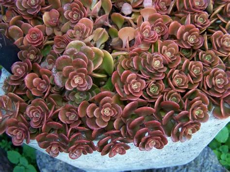 Sedum Tetractinum Coral Reef Chinese Sedum • World Of Succulents