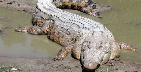 20 Amazing Crocodile Facts - Our Planet