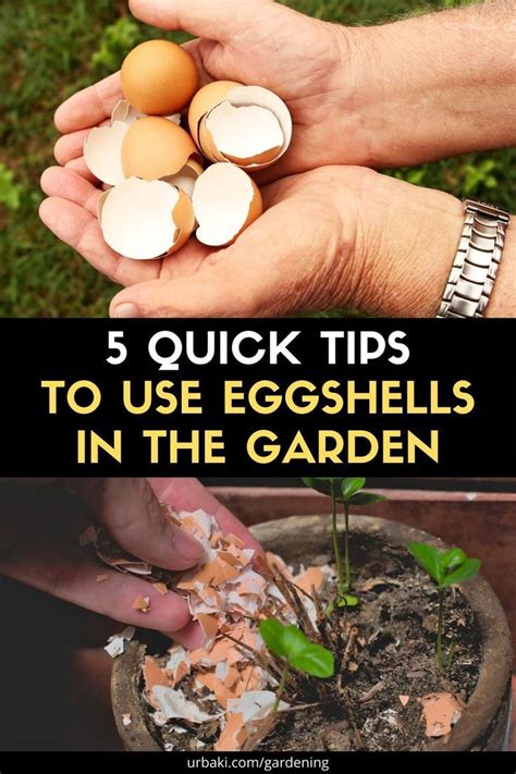 Quick Tips To Use Eggshells In The Garden Egg Shells In Garden Egg