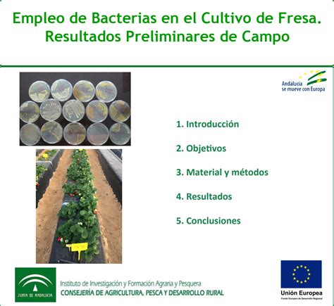 Empleo De Bacterias En El Cultivo De Fresa Resultados Preliminares De