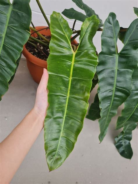 Philodendron Billietiae X Atabapoense Furniture Home Living