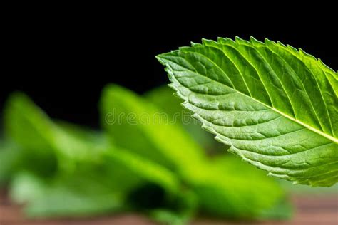 Mint Leaf Fresh Mint On White Background Mint Leaves Isolated Stock