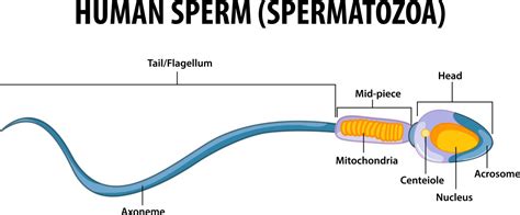 Sperm Cell Anatomy Structure Of Spermatozoa Vector Image