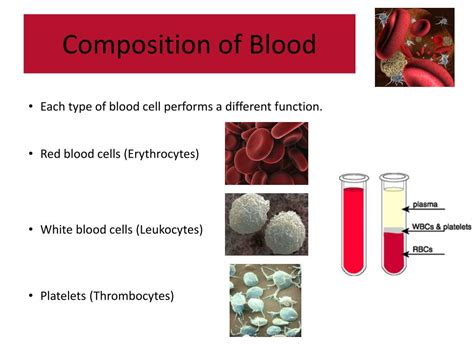 PPT The Structure And Function Of Blood PowerPoint Presentation Free