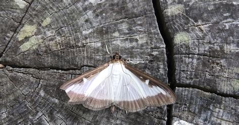 Plovers Blog Box Tree Moth