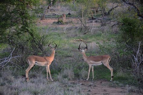 Gazellen Afrika Safari Kostenloses Foto Auf Pixabay Pixabay