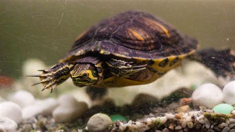 10 Essential Tips for Creating the Perfect Turtle Habitat at Home – The ...