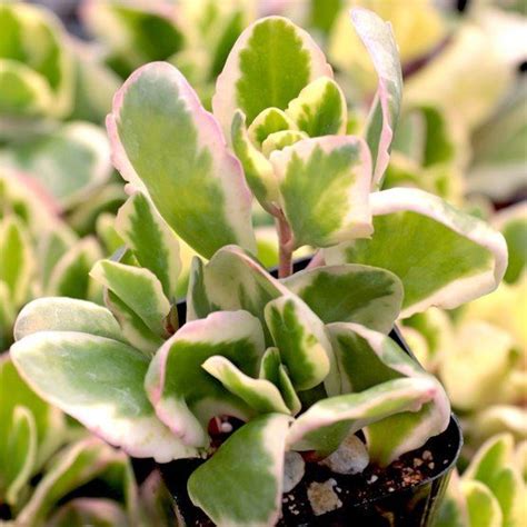 Kalanchoe Fed Aurora Borealis Succulent Soil Cacti And Succulents